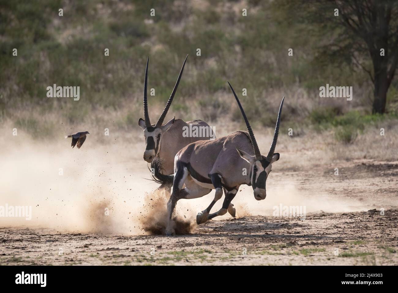 Gemsbok (Oryx gazella) fighting, Kgalagadio transfrontier park, Northern Cape, South Africa, January 2022 Stock Photo