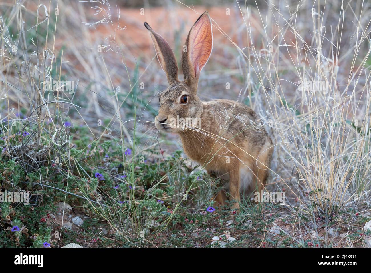 Scrub hare (Lepus saxatilis), Kgalagadi transfrontier park, South Africa, January 2022 Stock Photo