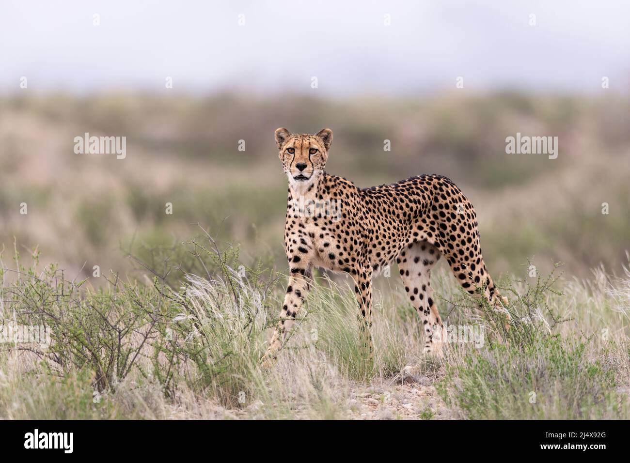 Cheetah (Acinonyx jubatus) female, Kgalagadi transfrontier park, Northern Cape, South Africa, February 2022 Stock Photo
