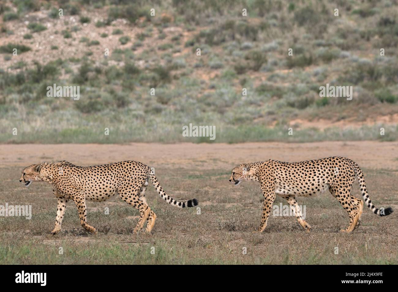 Cheetah (Acinonyx jubatus) males, Kgalagadi transfrontier park, Northern Cape, South Africa, February 2022 Stock Photo