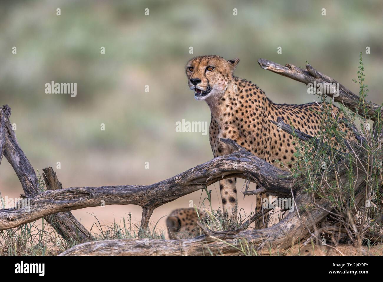 Cheetah (Acinonyx jubatus) male, Kgalagadi transfrontier park, Northern Cape, South Africa, February 2022 Stock Photo