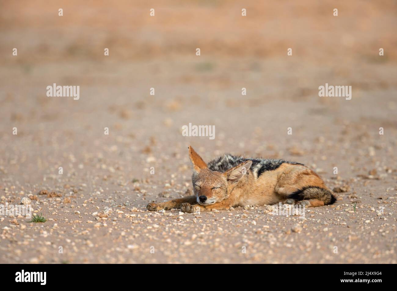 Blackbacked jackal (Lupulella mesomelas) sleeping, Kgalagadi transfrontier park, South Africa, January 2022 Stock Photo