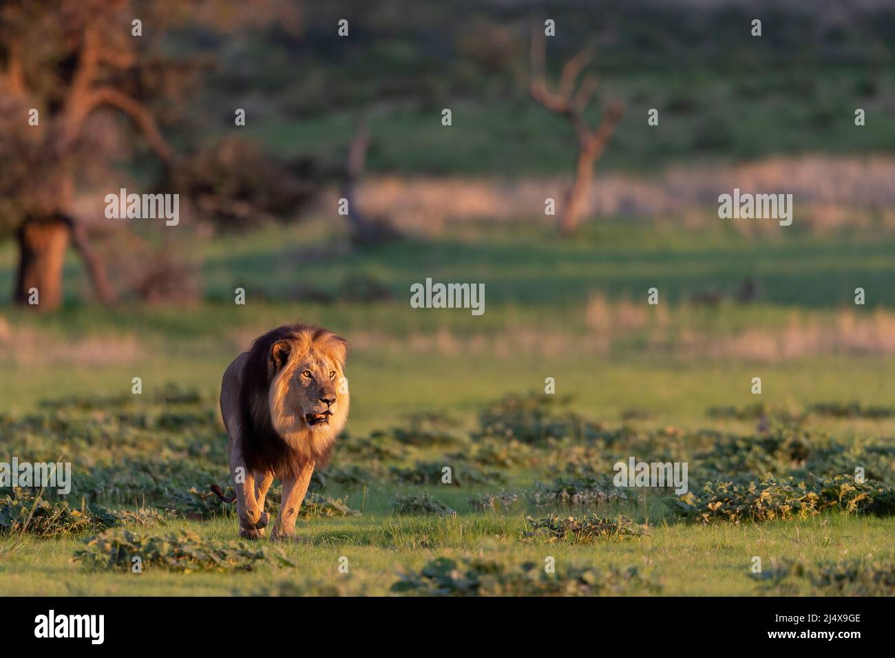 Lion (Panthera leo), Kgalagadi transfrontier park, Northern Cape, South Africa Stock Photo