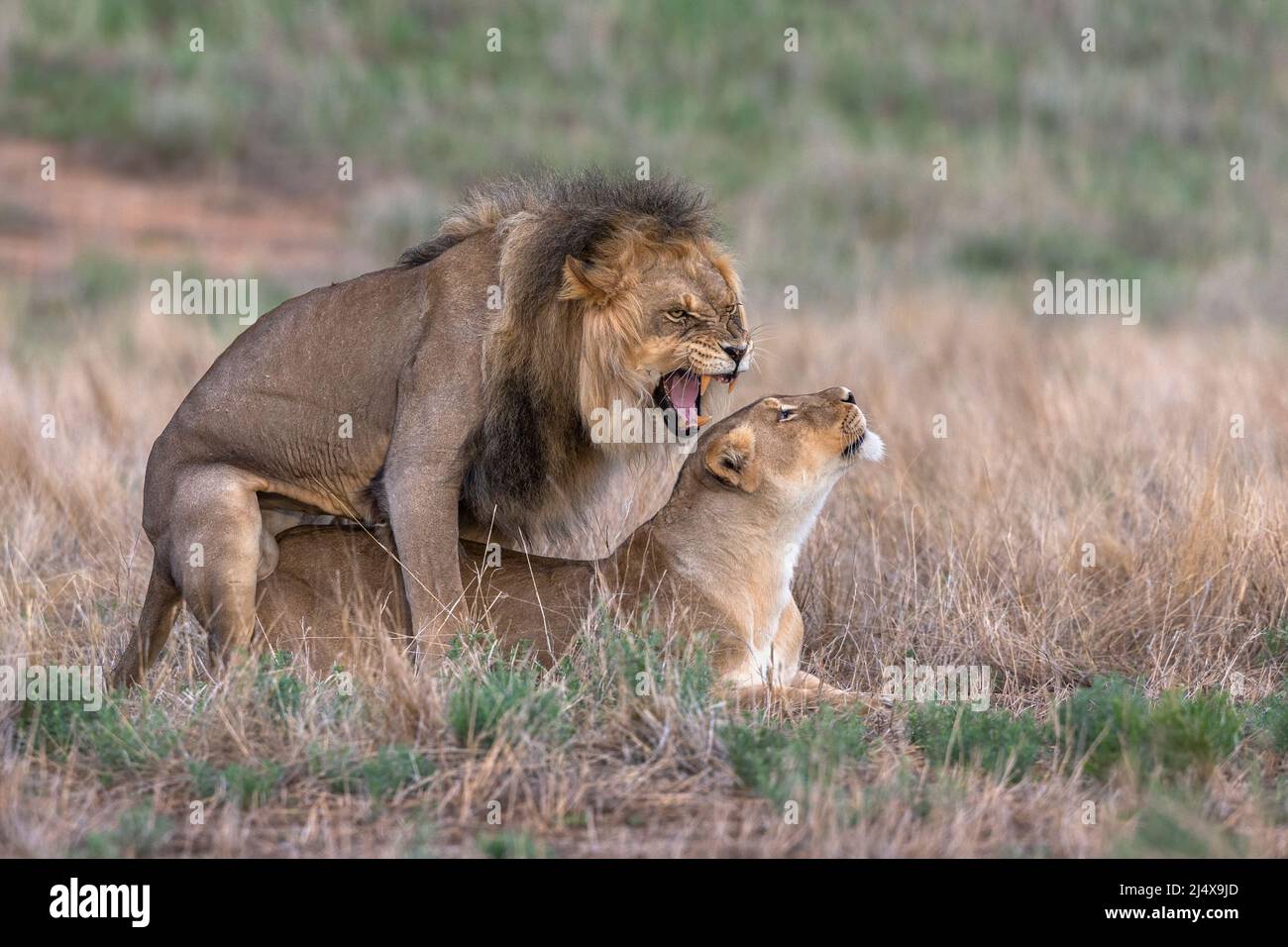 Lions (Panthera leo) mating, Kgalagadi transfrontier park, Northern Cape, South Africa Stock Photo