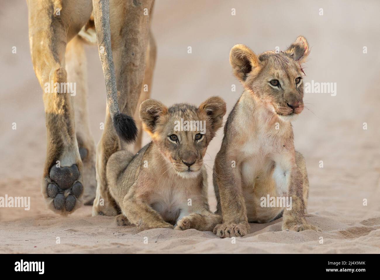 Lion cubs (Panthera leo), Kgalagadi transfrontier park, Northern Cape, South Africa Stock Photo