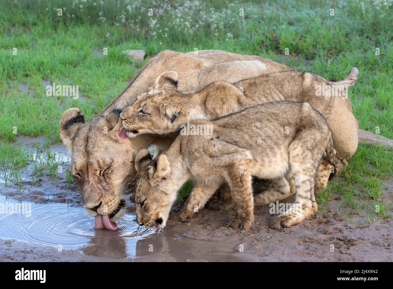 Lioness (Panthera leo) with cubs at water, Kgalagadi transfrontier park, Northern Cape, South Africa Stock Photo