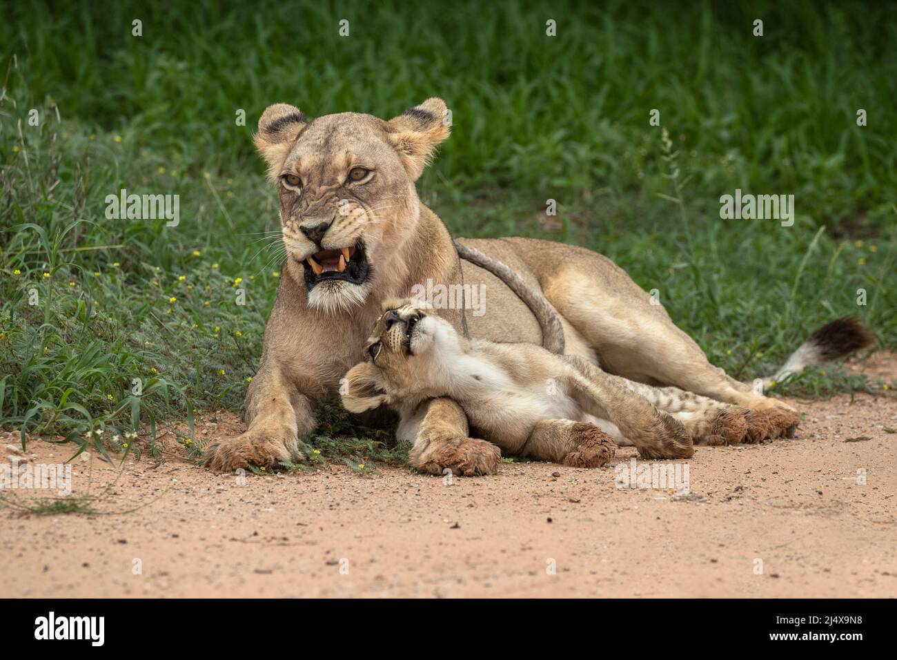 Lioness (Panthera leo) with cub, Kgalagadi transfrontier park, Northern Cape, South Africa Stock Photo