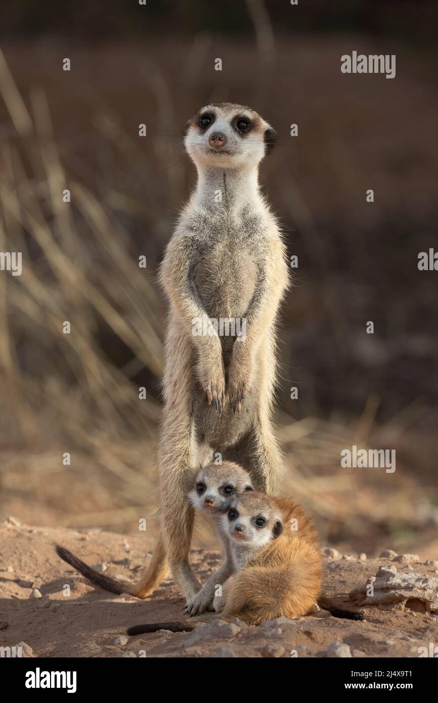 Meerkat with young (Suricata suricatta), Kgalagadi Transfrontier Park, Northern Cape, South Africa, January 2022 Stock Photo