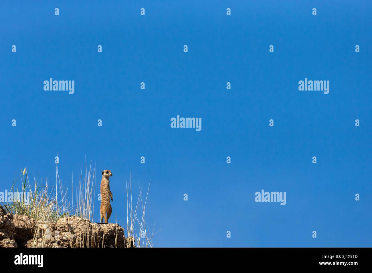 Meerkat (Suricata suricatta), Kgalagadi Transfrontier Park, Northern Cape, South Africa, January 2022 Stock Photo