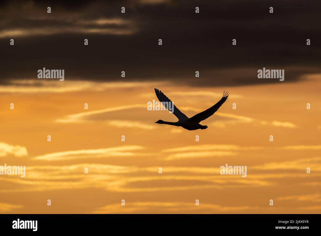 Whooper swan (Cygnus cygnus) in flight, Caerlaverock WWT, Dumfries & Galloway, Scotland, UK Stock Photo