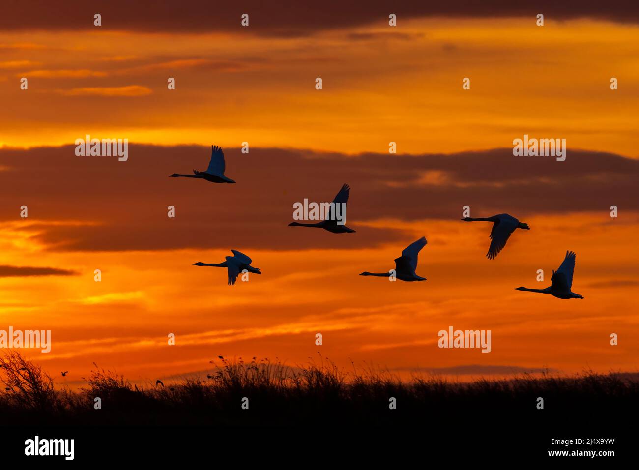 Whooper swans (Cygnus cygnus) in flight, Caerlaverock WWT, Dumfries & Galloway, Scotland, UK Stock Photo