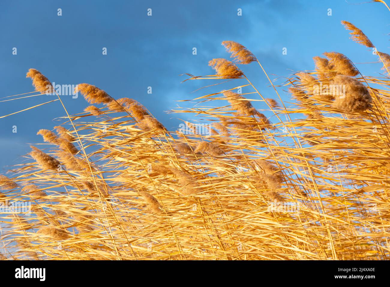 Ivory Reed Turf Decorative reed against blue hi-res stock photography and images - Alamy