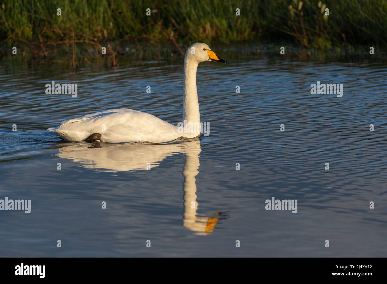 Whooper swan (Cygnus cygnus), Caerlaverock WWT, Dumfries & Galloway, Scotland, UK Stock Photo