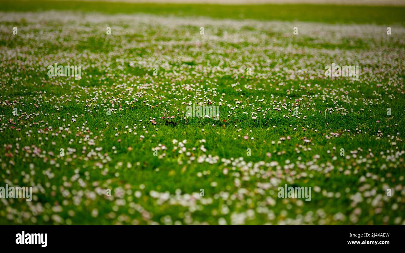 field of hundreds of daisies on a lawn in a park Stock Photo