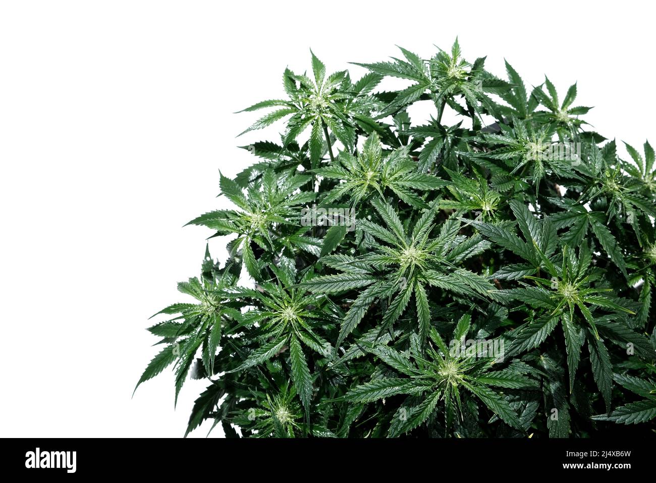 Cannabis plant isolated on white background. Layout of fresh wet