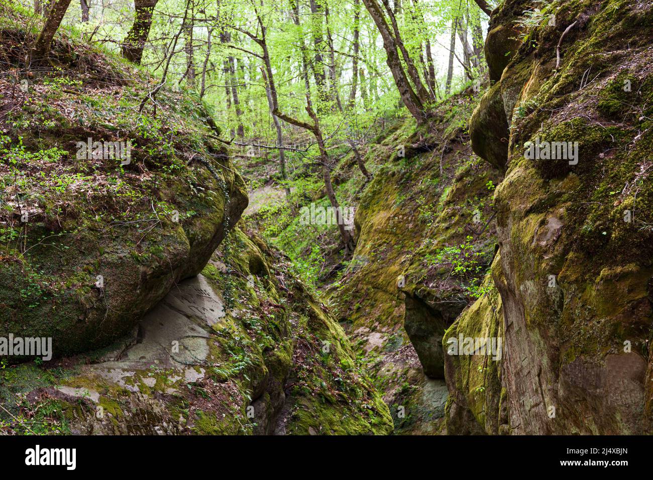 Magic sunny forest spring hi-res stock photography and images - Alamy