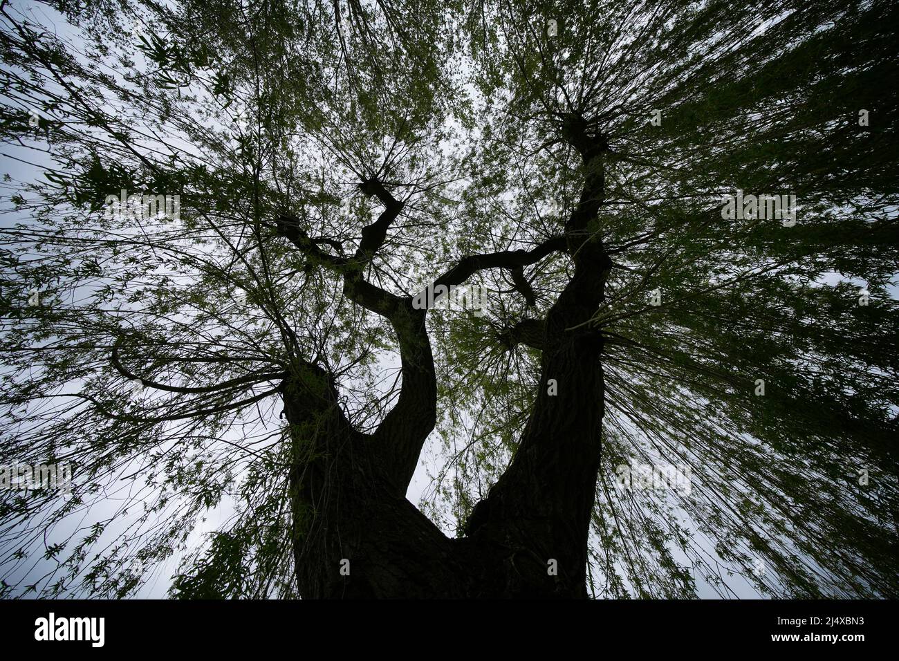 Under the weeping willow tree Stock Photo Alamy