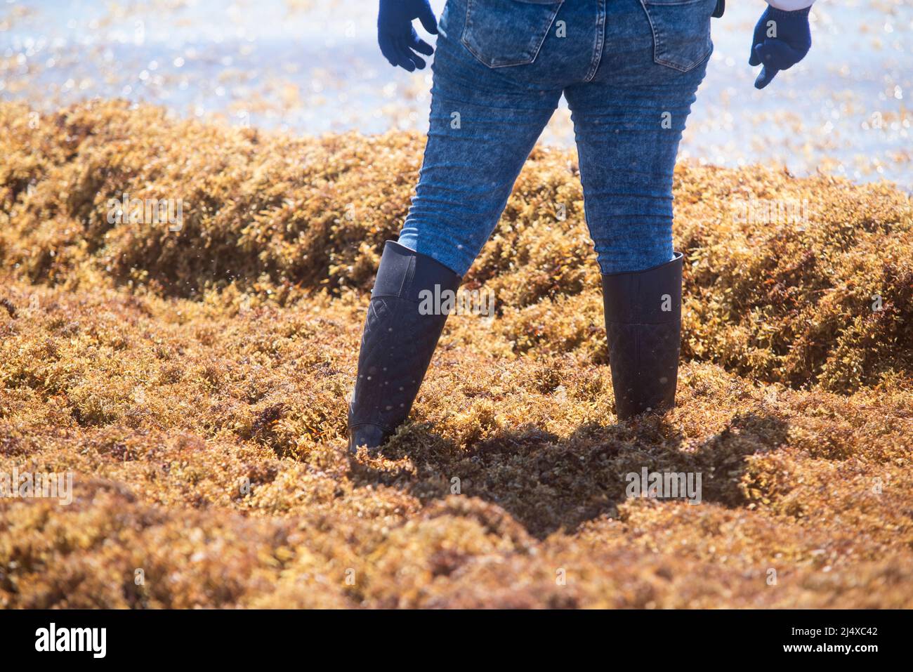Detail of the legs of a Mexican woman with boots and gloves immersed in the sargassum on the shore of the Caribbean Sea Stock Photo
