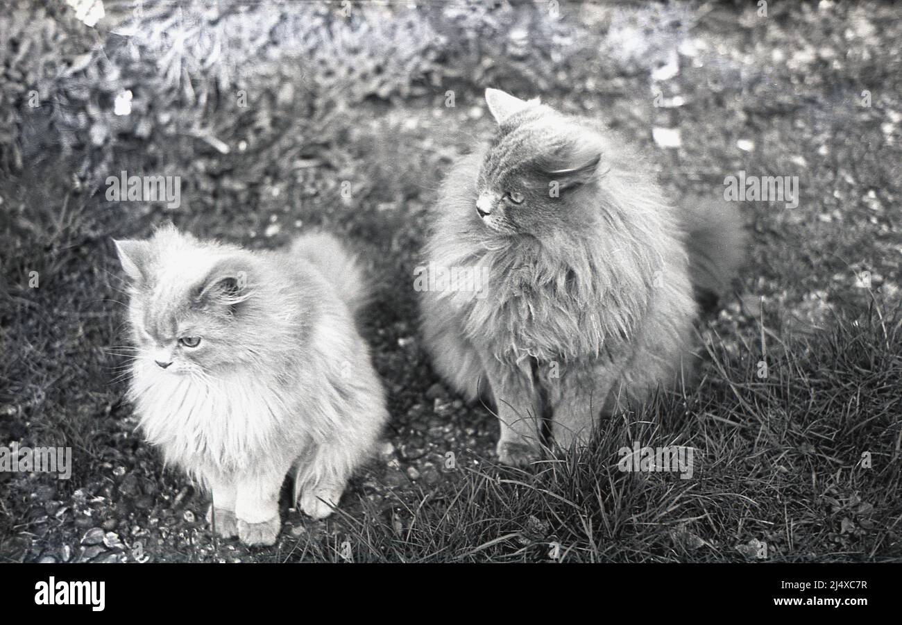 1960s, historical, outside on grass, two furry cats sat looking.... Stock Photo