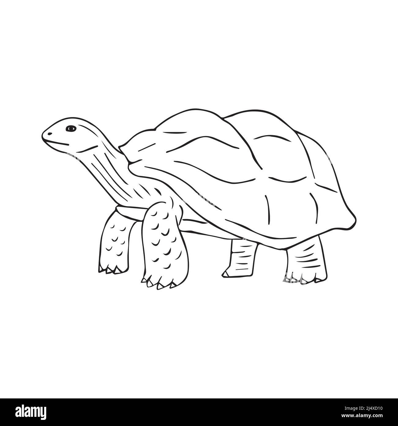 Vector hand drawn doodle sketch turtle isolated on white background Stock Vector