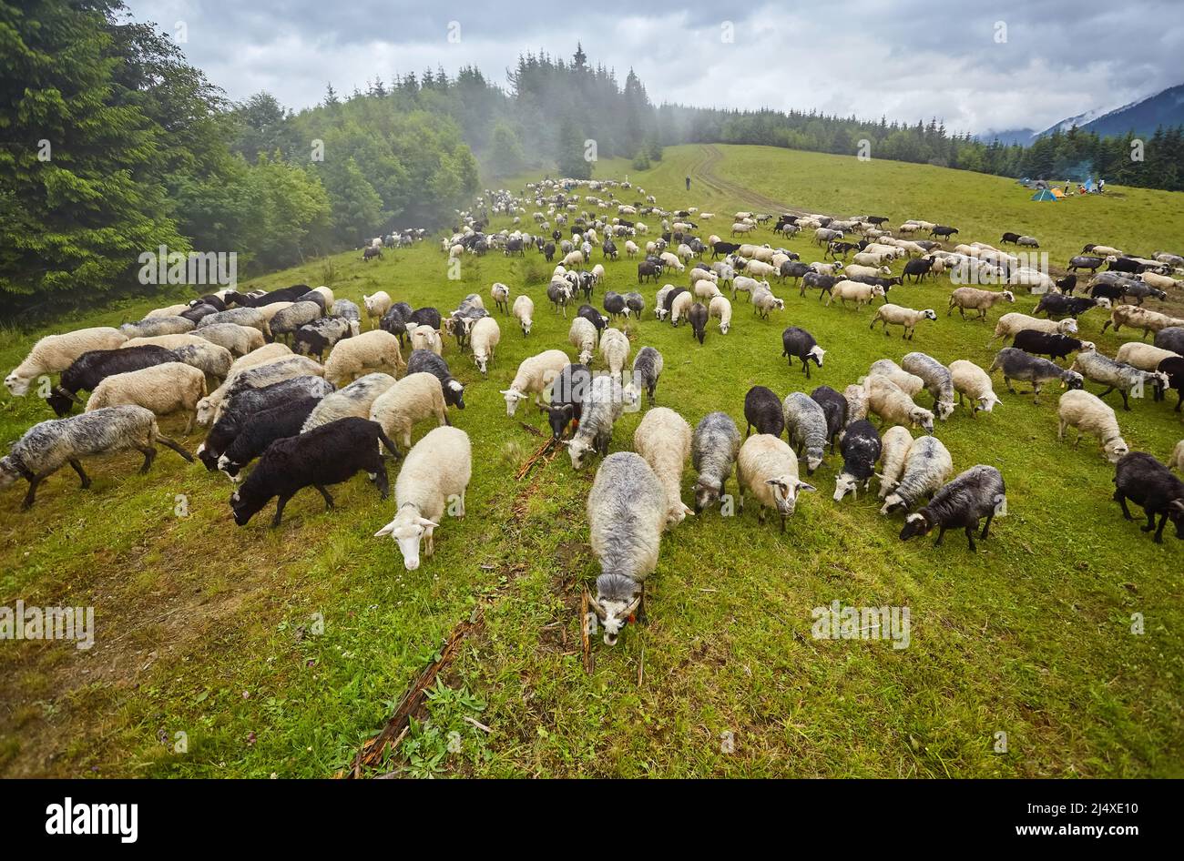 Panorama of landscape with herd of sheep graze on green pasture in the mountains. Young white, blsck and brown sheep graze on the farm. Stock Photo