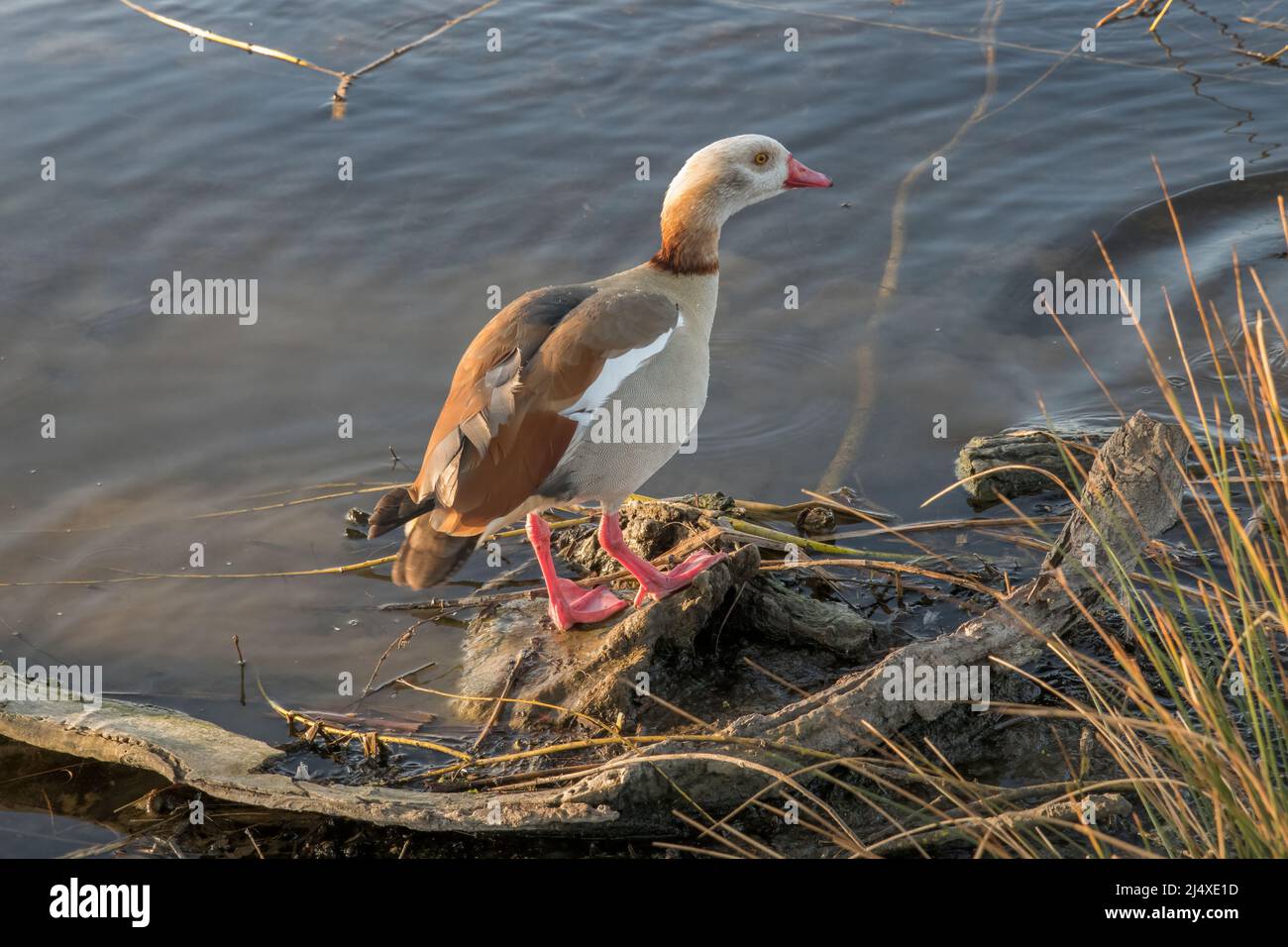 Egyptian colourful goose living in the wild Stock Photo