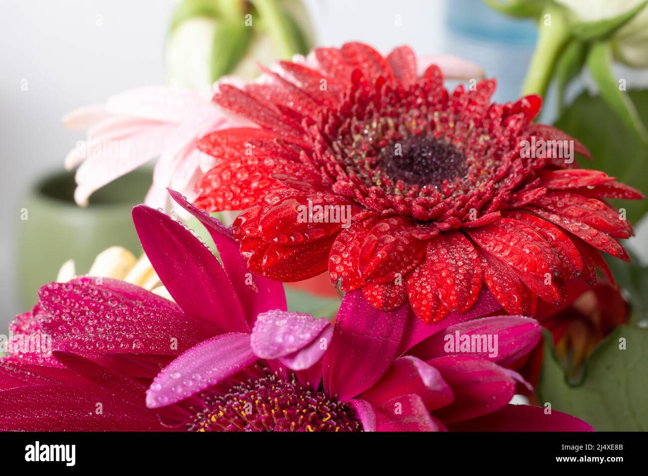 close up with gerbera daisies, and water drops on petals Stock Photo