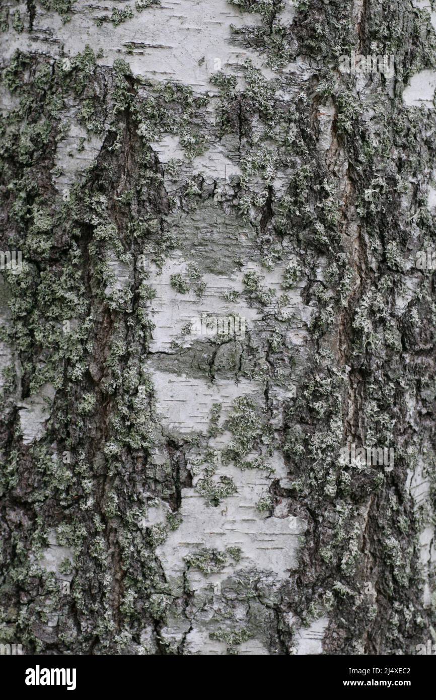 BirchBark on tree trunk with its characteristic pattern and structure