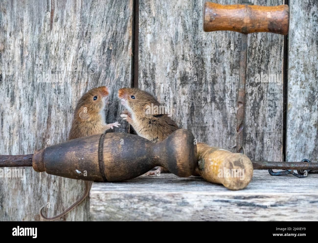 https://c8.alamy.com/comp/2J4XEY9/two-harvest-mice-squabbling-on-a-vintage-tool-inside-a-wooden-tool-shed-2J4XEY9.jpg
