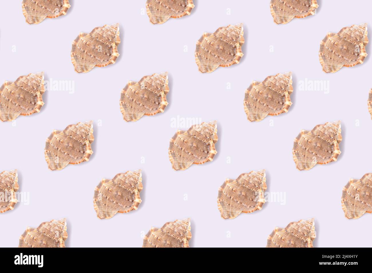 Repetitive pattern made from seashells. Creative layout on a blue background. Summer concept. Stock Photo
