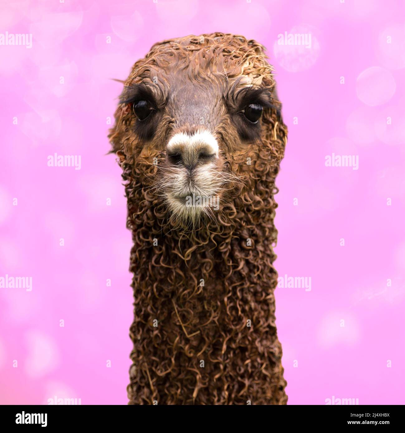 Cute alpaca baby on pink background. Stock Photo