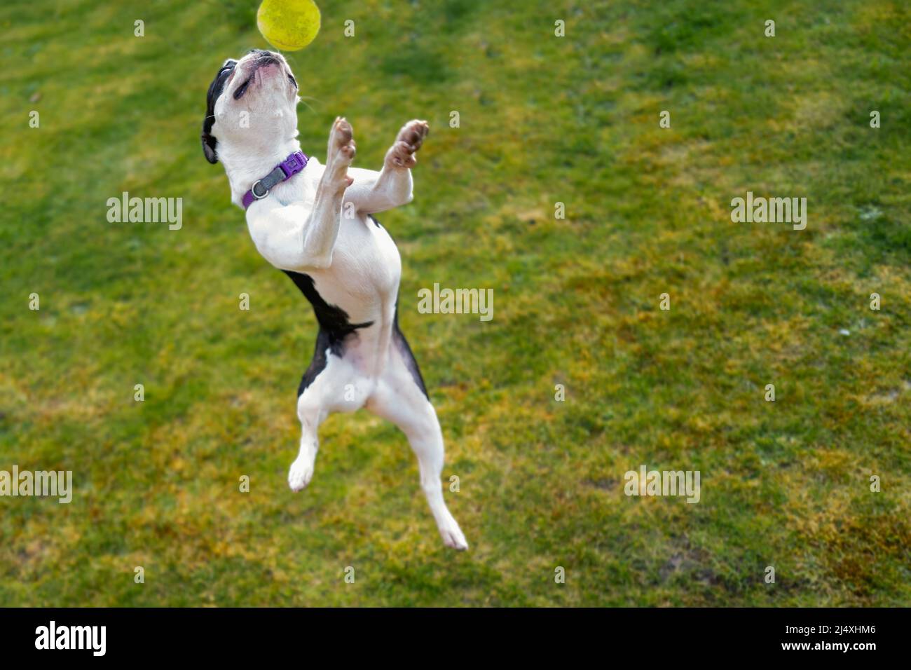Young Boston Terrier puppy jumping at full stretch for a tennis ball. She is outside playing on the grass. Stock Photo