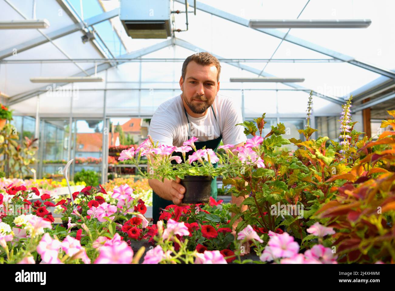 happy worker growing flowers in a greenhouse of a flower shop Stock Photo