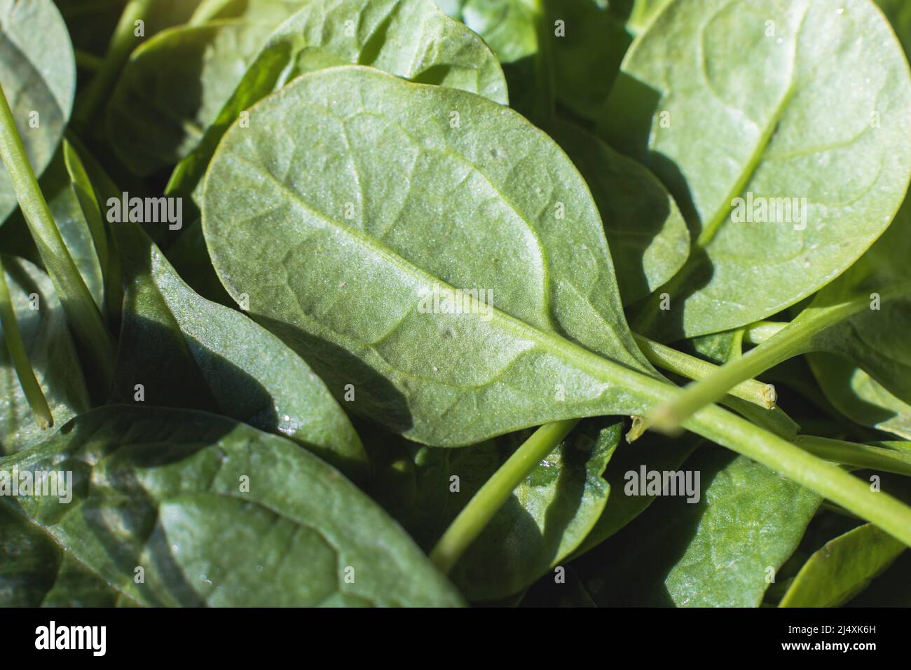 Fresh spinach green leaves close hi-res stock photography and images ...