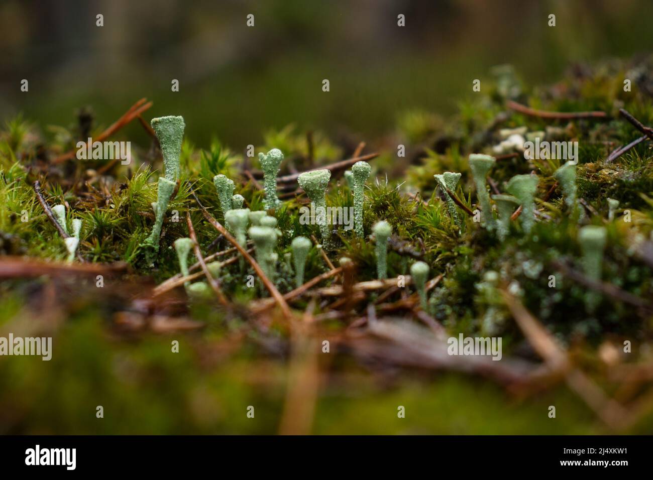 Close up of small green Pixie Cup Lichens growing in moss on the floor of the Palatinate forest of Germany on a wet fall day. Stock Photo