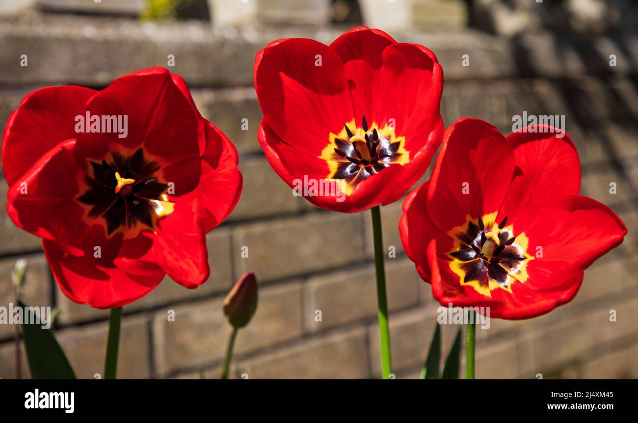 Edinburgh, Scotland, UK. 18th April 2022. Temperature of 15 degrees, in the sunshine a choir of red Tulips open their petals to reveal their stigma, pistil and stamen as if to sing to the pollinating insects as well as the gardener. Credit: Scottishcreative/alamy live news. Stock Photo