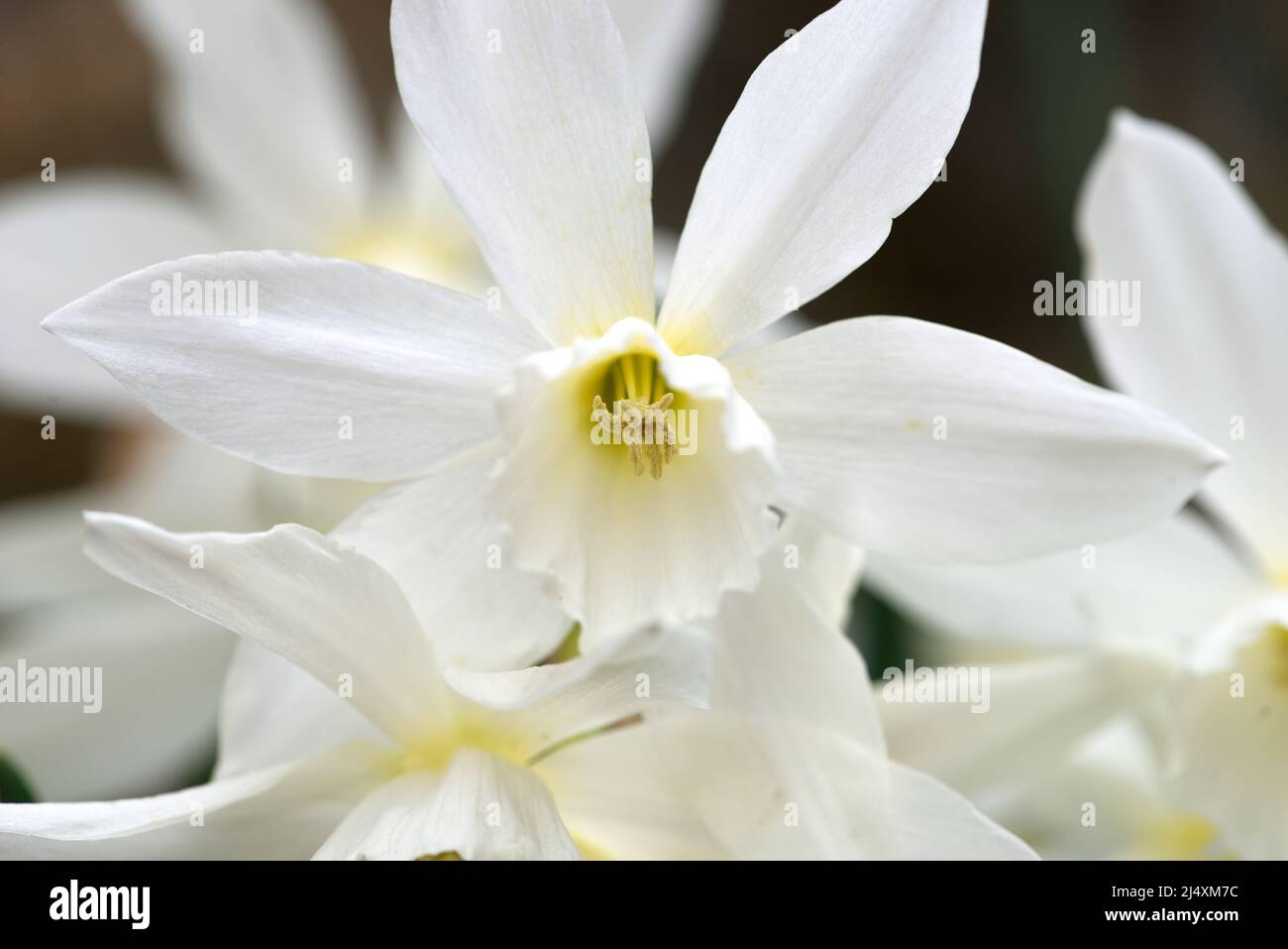 Closeup of Thalia Daffodil. Stock Photo