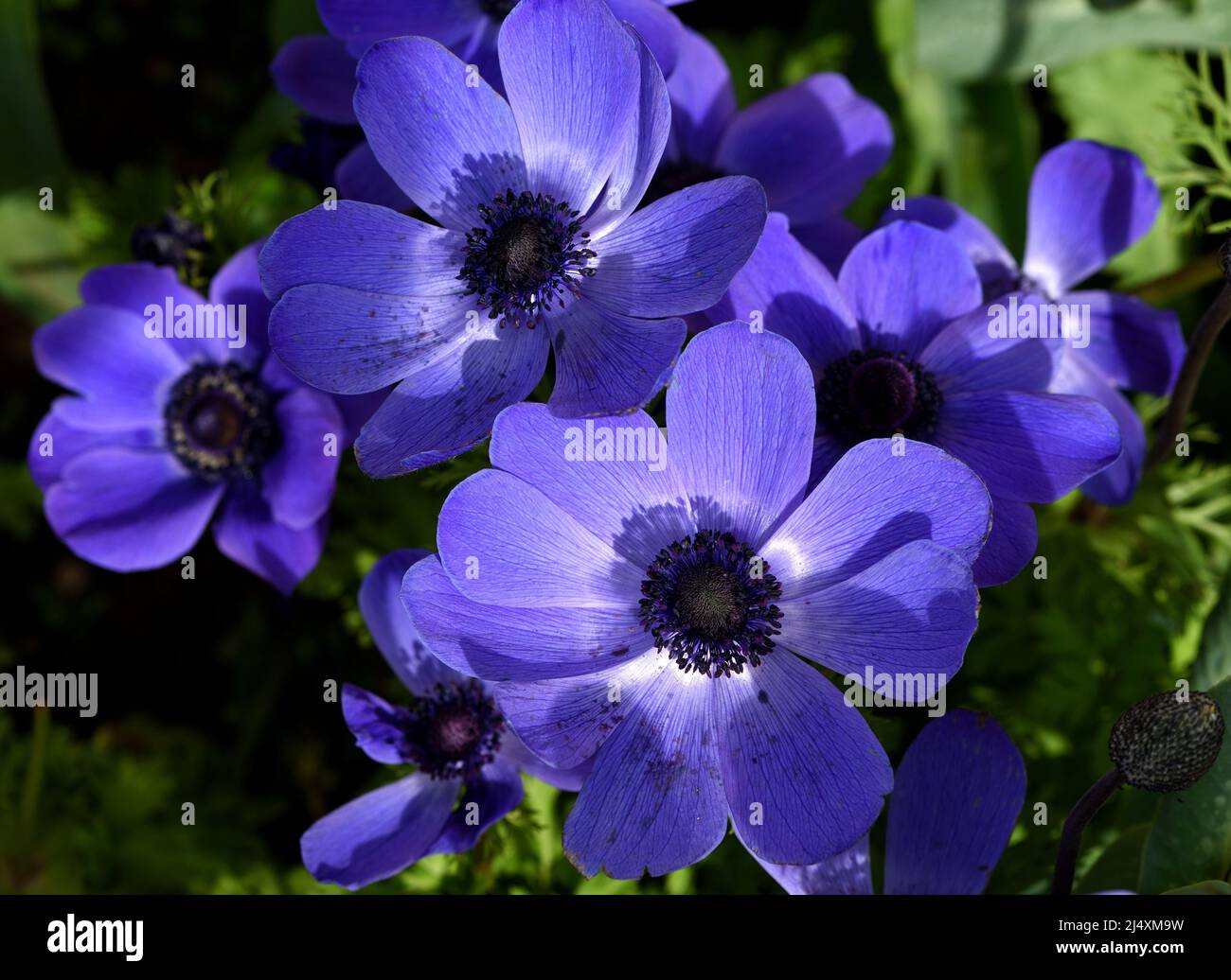A cluster of blue flowers of Anemone Mr Fokker. Stock Photo