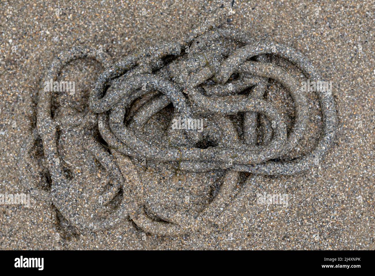 Sand in the shape of a worm expelled by the sand worm from the sea Stock Photo