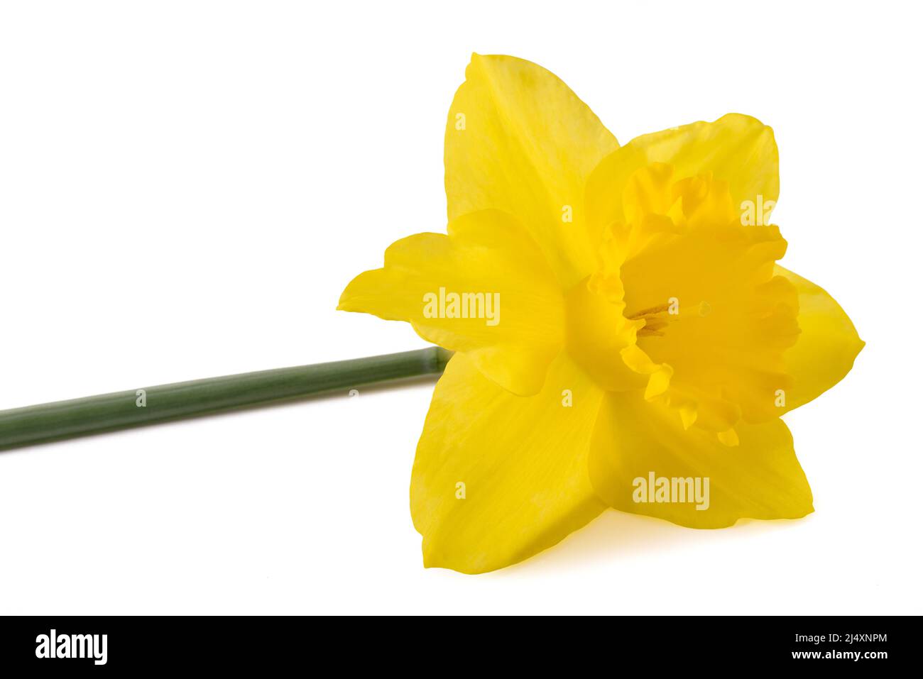 Yellow Daffodil flower isolated on white background Stock Photo