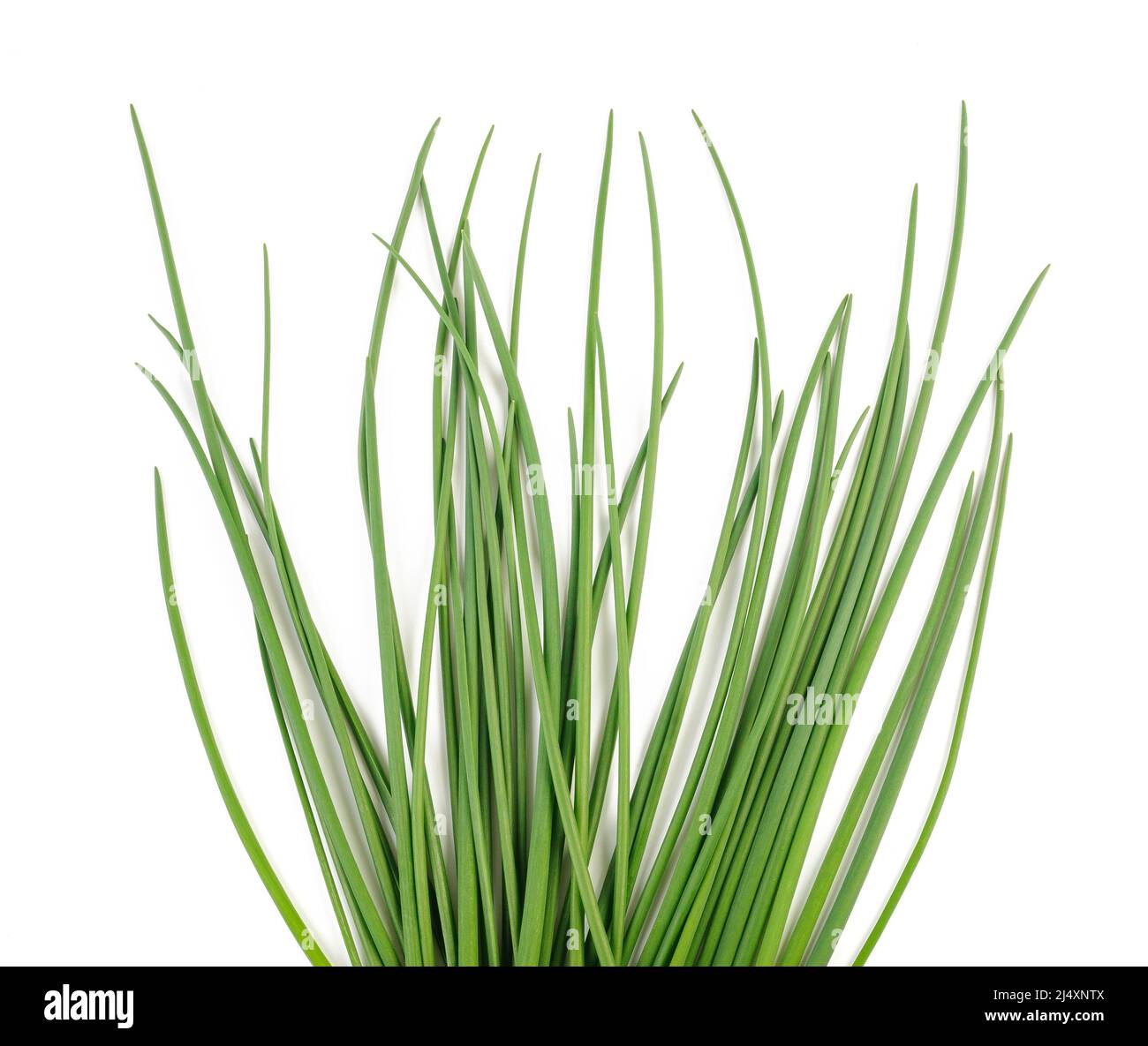 Chives  isolated on white background Stock Photo