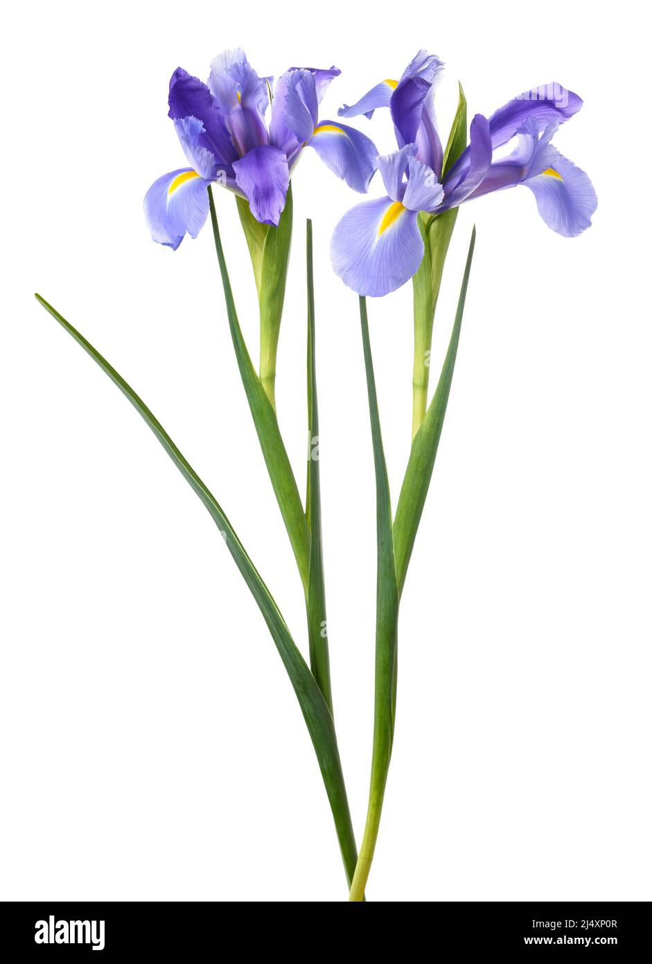 Iris flowers isolated on white background Stock Photo Alamy
