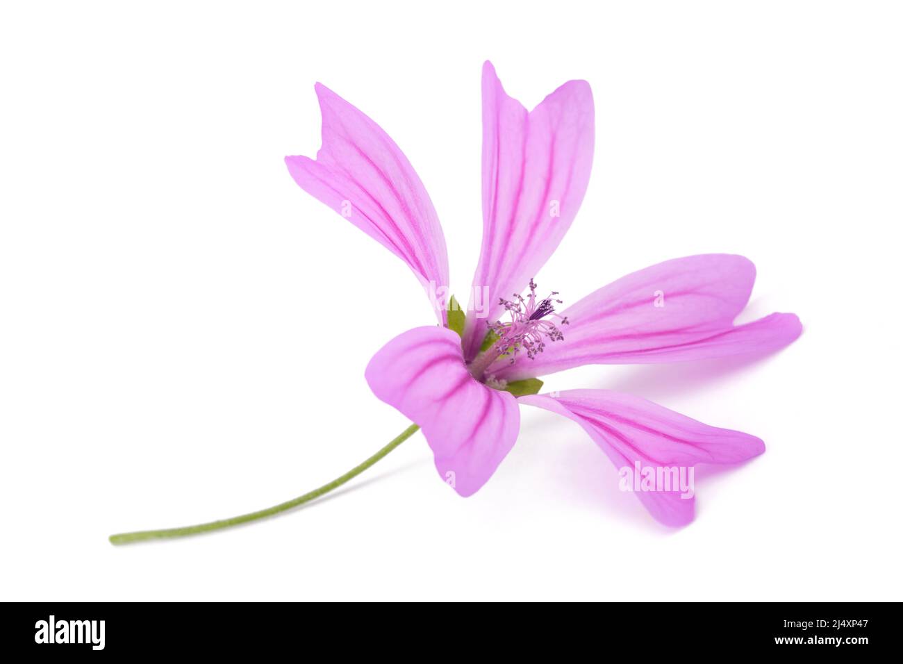 Mallow flower isolated  on white background Stock Photo