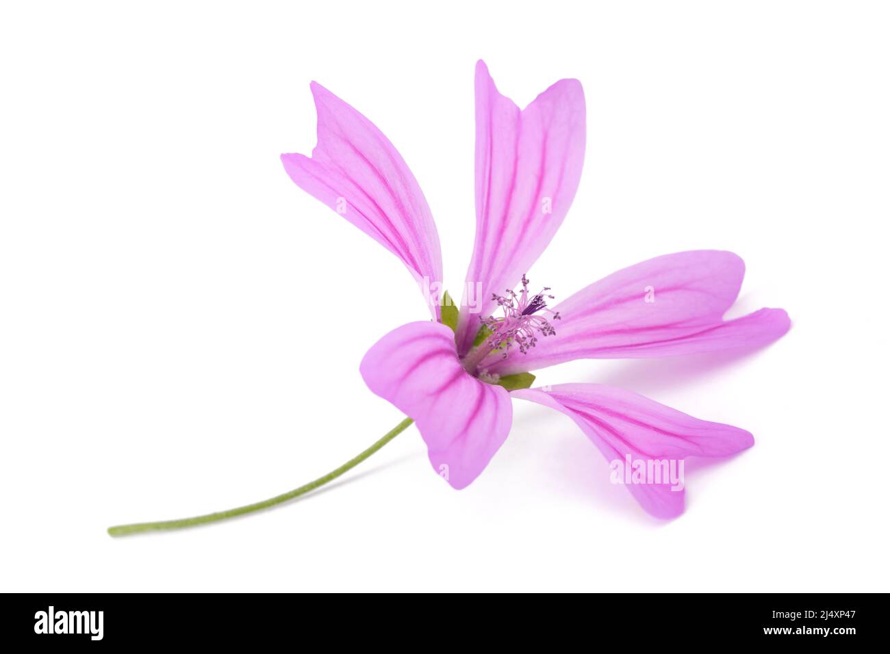 Mallow flower isolated on white background Stock Photo - Alamy