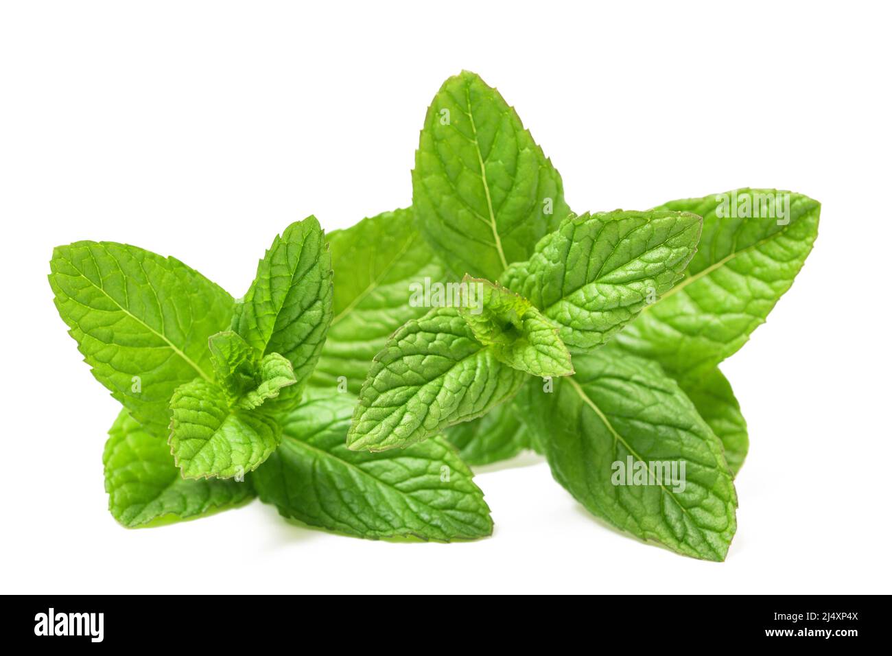 Fresh mint sprigs isolated on white background Stock Photo