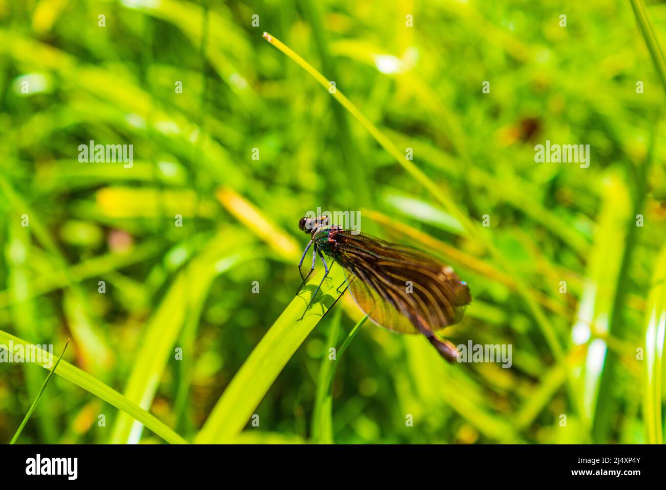 Dragonfly perched on green meadow grass.Bulgaria Stock Photo - Alamy