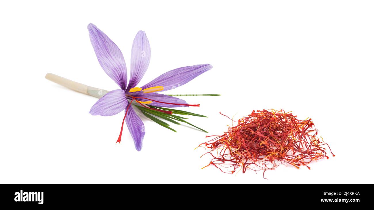 Saffron flower with stigmas group isolated on white background Stock