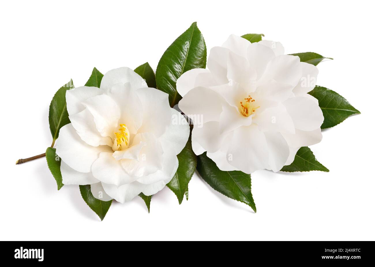 Camellia branch with flowers isolated on white background Stock Photo