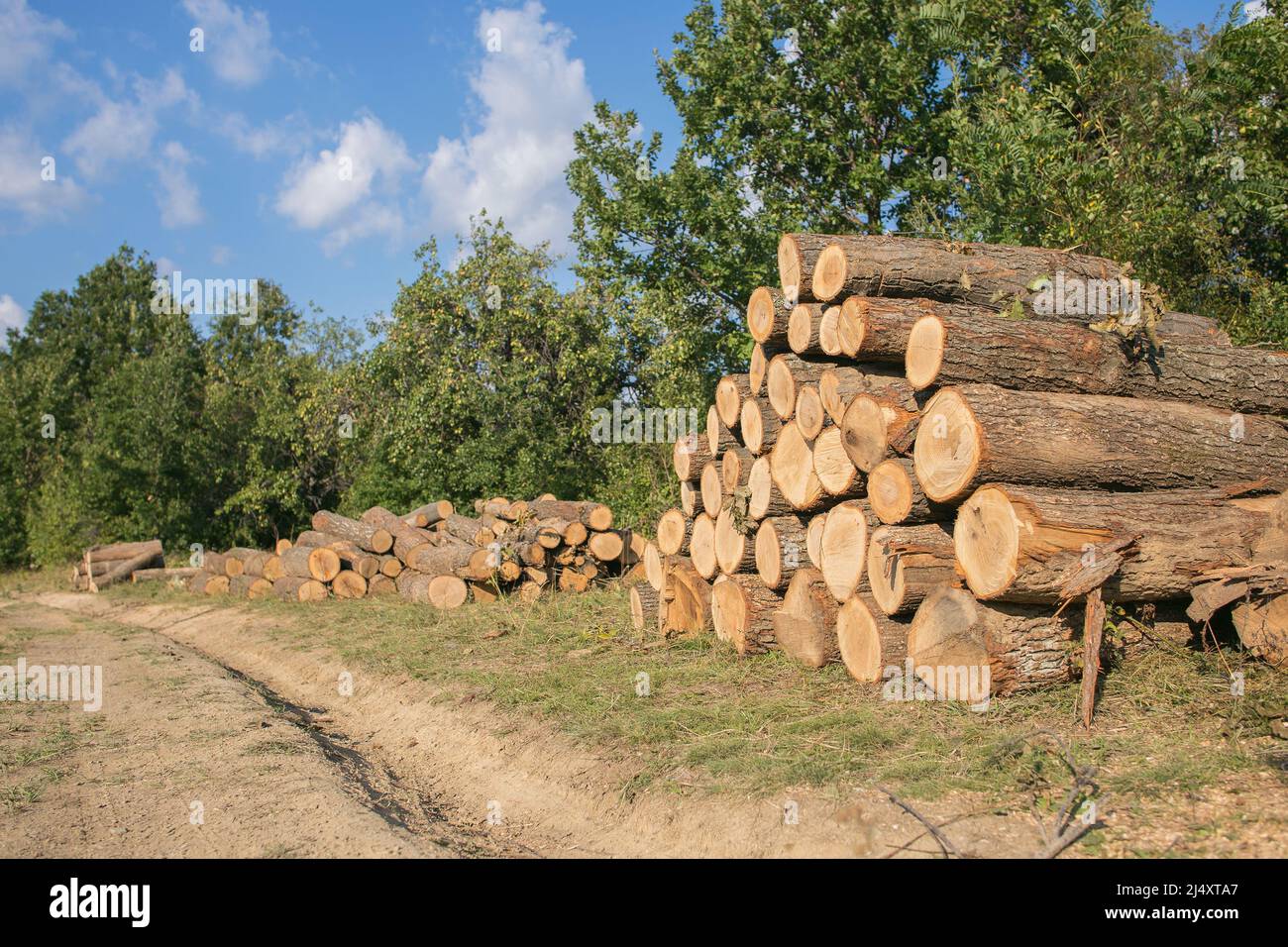 illegal wood logging pieces next to a forest road Stock Photo Alamy