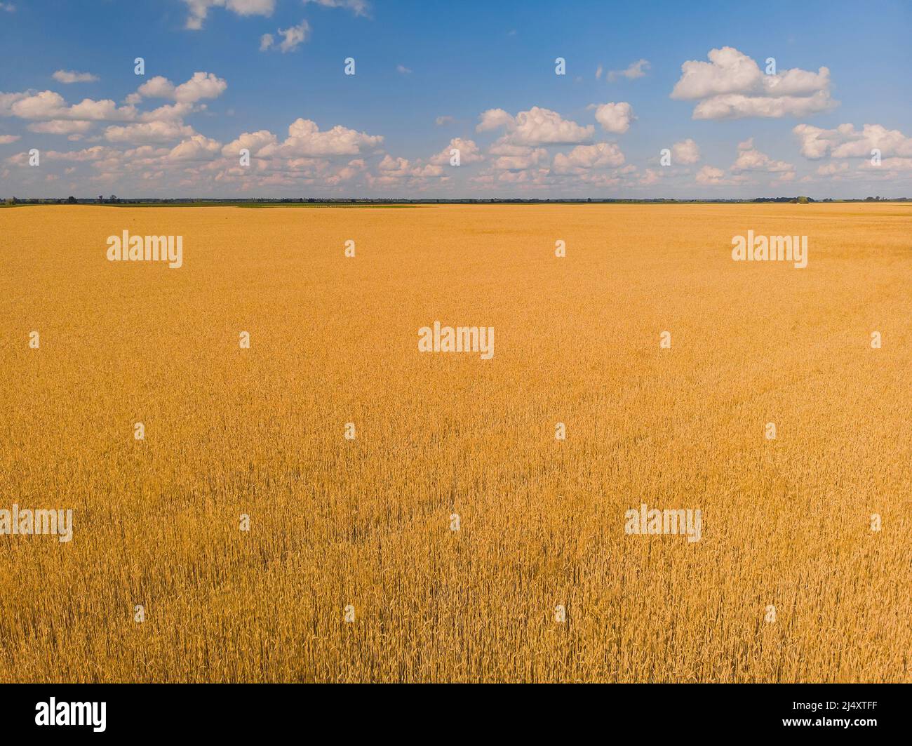 Aerial landscape of summer farm wheat field harvest crops Stock Photo ...
